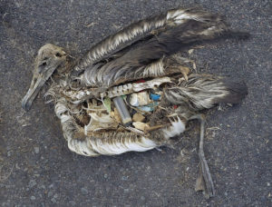 Пластик экологически опасен для фауны
