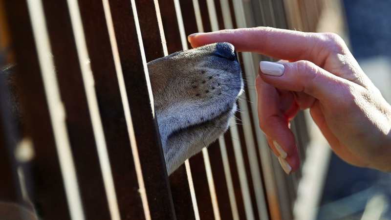 Госдума рассмотрит проекты по борьбе с жестоким обращением с животными