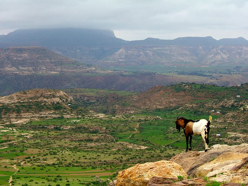Эфиопское нагорье и гора Рас-Дашен на заднем плане. Автор: Creative Commons Attribution-Share Alike 2.0 Generic