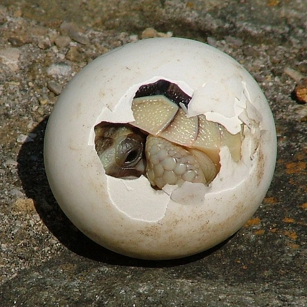 Амниоты. Вылупление черепахи из яйца