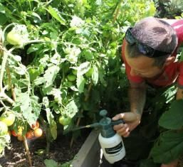 Как защитить томаты от болезней