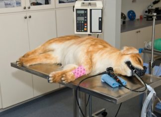 Эндоскопия в ветеринарии: диагностика и лечение