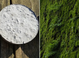 Новый тип бетона с растущим мхом может очистить городской воздух от грязи