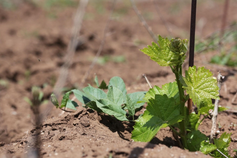 Как сажать виноград: подготовка саженцев и способы посадки