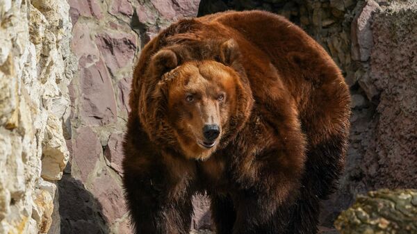 Ученый объяснил выход медведей к людям в районе Красной Поляны