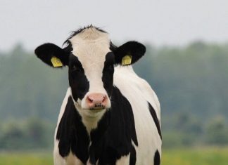 Безопасно ли есть мясо генно-модифицированных животных?