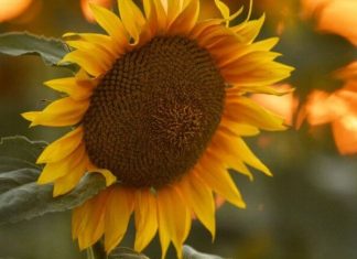 Как ученые спасут людей будущего от голода?