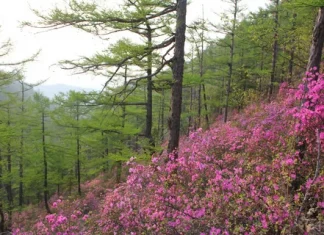 NextGIS Лес: система управления геоданными для лесного хозяйства