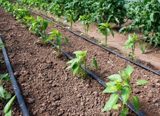 Как устроена система капельного полива?