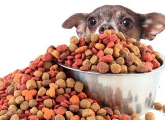 Как выбрать сухой корм для собак в ветаптеке