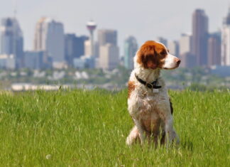 Собака в городе — обязанности владельца