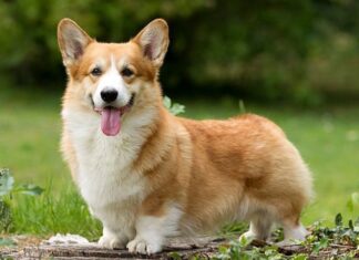 Вельш-корги пемброк: все о собаке