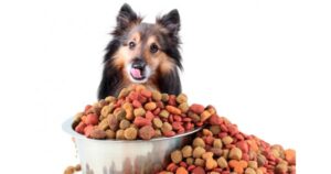Как выбрать сухой корм для взрослой собаки