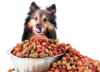 Как выбрать сухой корм для взрослой собаки
