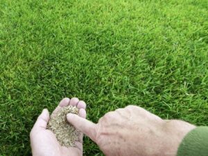 Трава для газона: какие семена выбрать