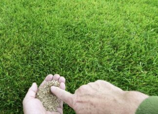 Трава для газона: какие семена выбрать