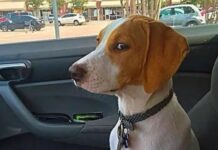 Когда нужно везти домашнего питомца к ветеринару