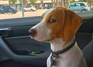 Когда нужно везти домашнего питомца к ветеринару