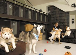 Как найти гостиницу для домашних животных