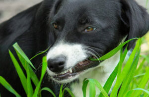 Собака ест траву. Что это значит?