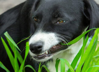 Собака ест траву. Что это значит?