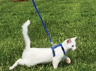 Как выбрать идеальную шлейку для кошки: руководство для владельцев домашних питомцев