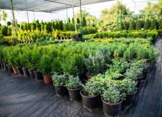 Как выбрать растения для дачного участка весной