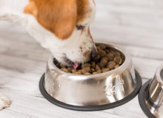 Корм Проплан для собак — — плюсы и рекомендации по кормлению