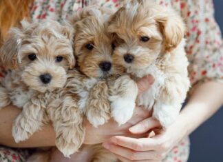 Мальтипу — идеальный компаньон: особенности характера и ухода