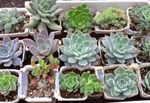 Секреты клонирования: как размножить суккуленты без хлопот