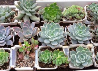 Секреты клонирования: как размножить суккуленты без хлопот