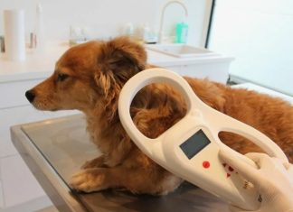 Чипирование животных: как повысить шансы на возвращение потерянного питомца