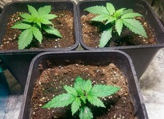 Семяныч безопасность: устойчивый огород как система круговой заботы